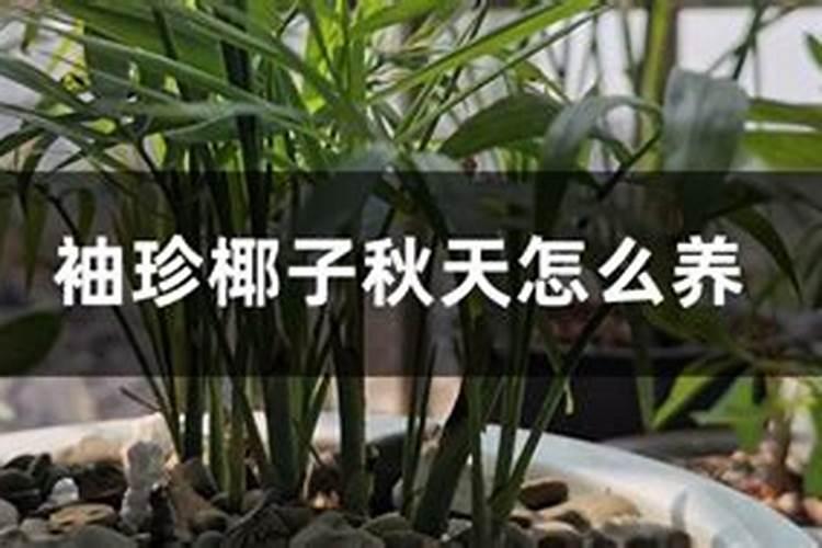 海带芽指的是海带吗？