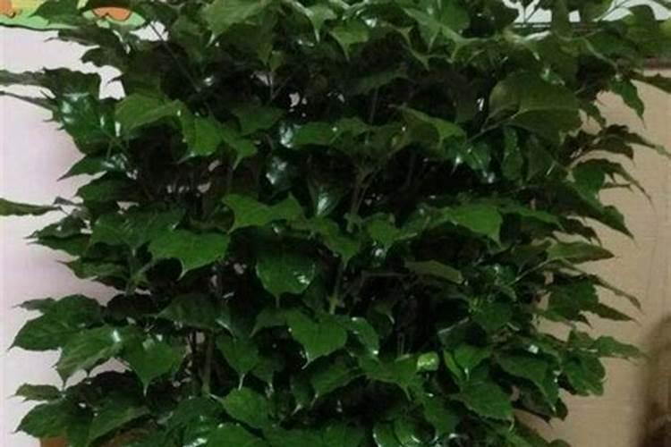 幸福树换盆后如何施肥,勤施淡肥/氮肥和钾肥最好