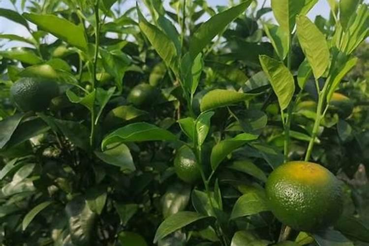 今年小麦晚播不用怕,高收告诉你这个小妙招,轻松解决小麦增产