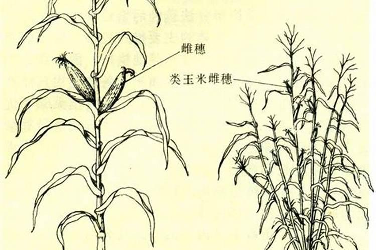 生根粉可以浇多肉吗