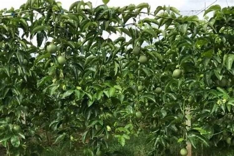 叶面肥排名榜前十名