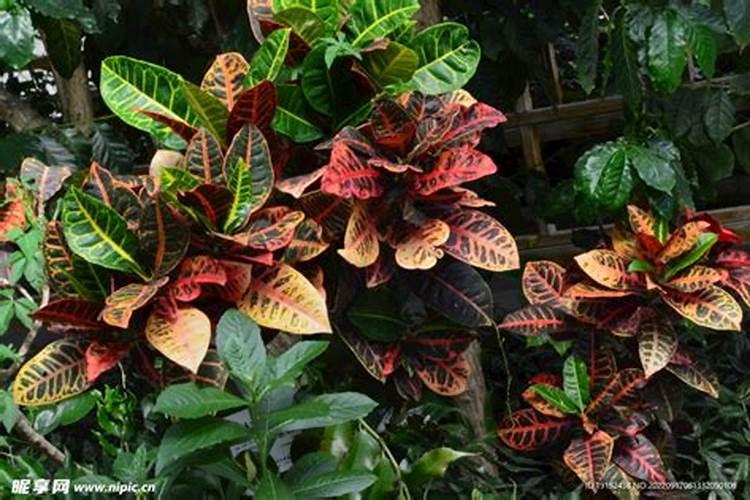 观叶植物施肥要多氮吗