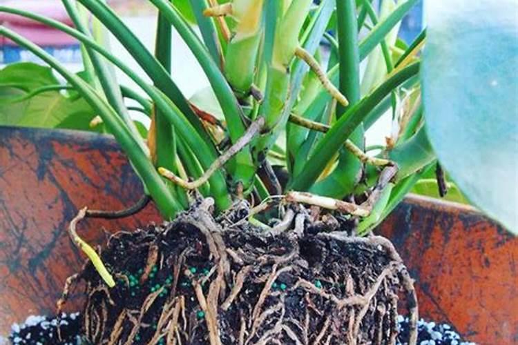 观叶植物用哪种肥养殖好 具体应该怎么做