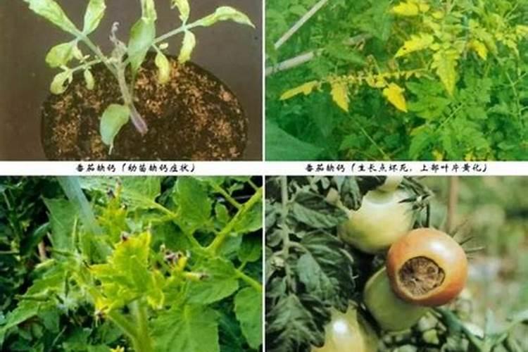 番茄叶片皱缩变小发黄茎秆紫红色,是怎么回事？
