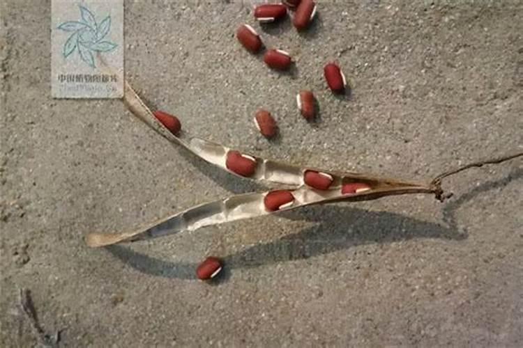 红豆几月份种几月成熟