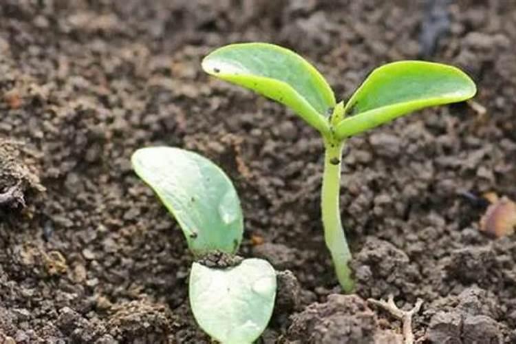 洋芋追肥用什么肥料好 注意事项有哪些