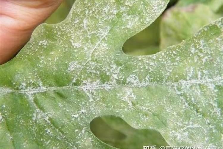 磷肥过多对西瓜的作用