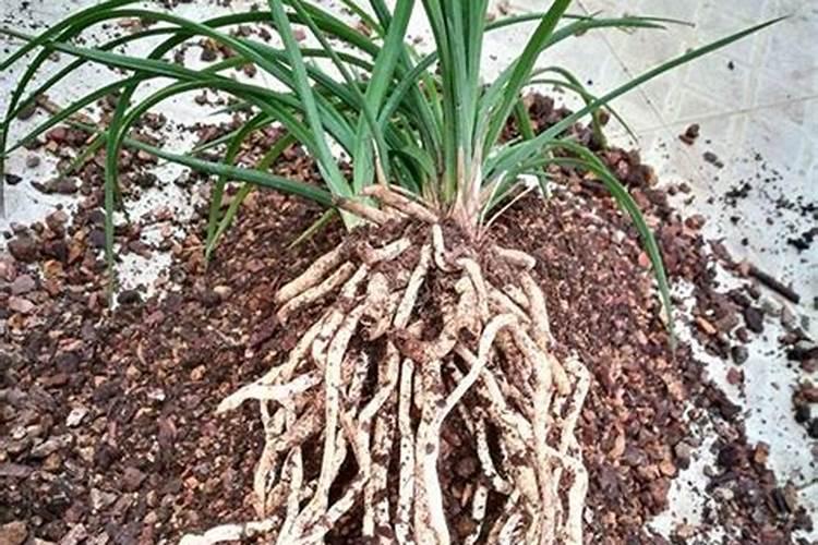 兰花如何养护避免凋谢