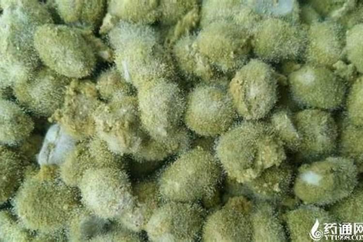 种茄子用什么肥料比较好？