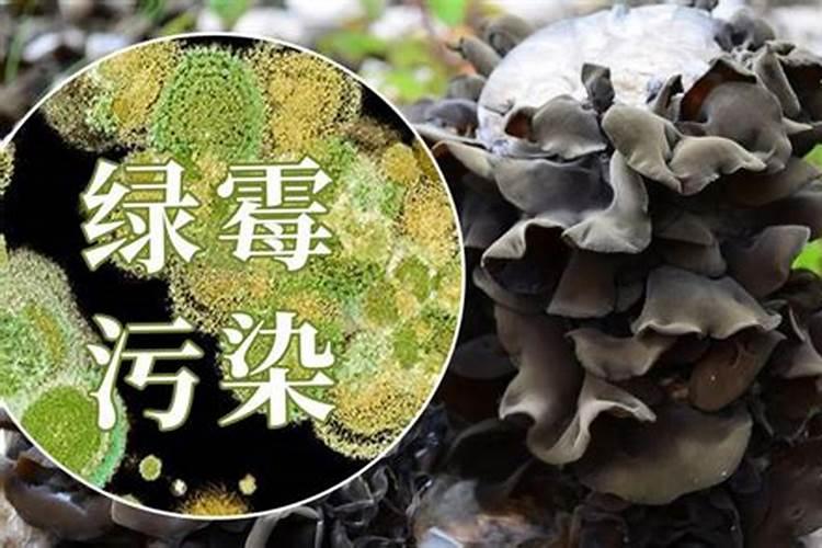上海青菜用什么肥料好尤其夏天烂挨地的部分怎么治
