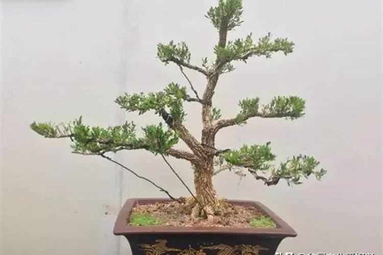 买的四季桂,叶子枯萎,求解救方法