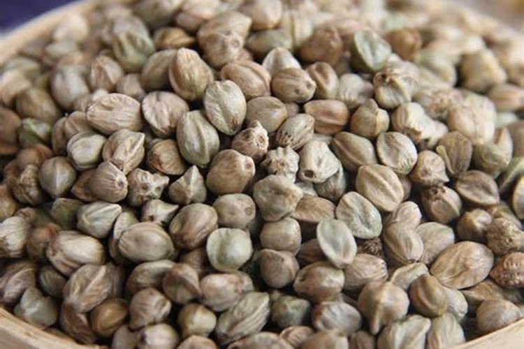 君子兰施什么肥最好？