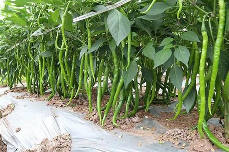 中国磷肥哪个最好