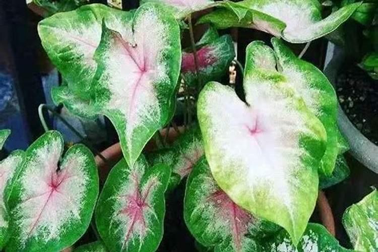 龙眼用硼肥料怎么施肥