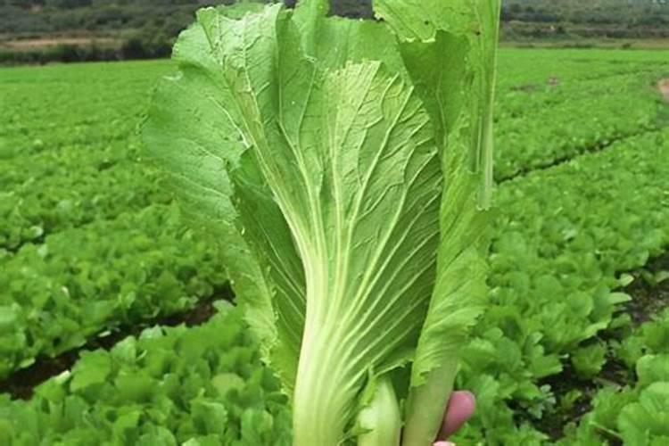 芥菜什么时候移栽最好