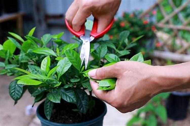 尿素可以用来给栀子花施肥吗 尿素能不能用来给栀子花施肥的呢