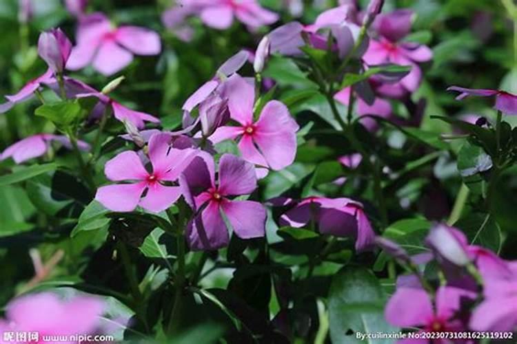 多肽酶肥料的三大特点