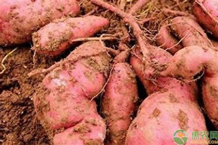 黄腐酸钾对植物果实生长的作用