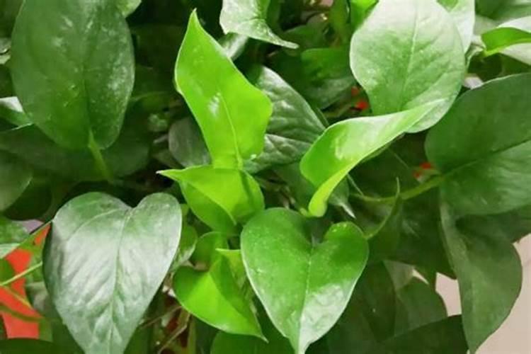 绿萝最好的肥料是啥