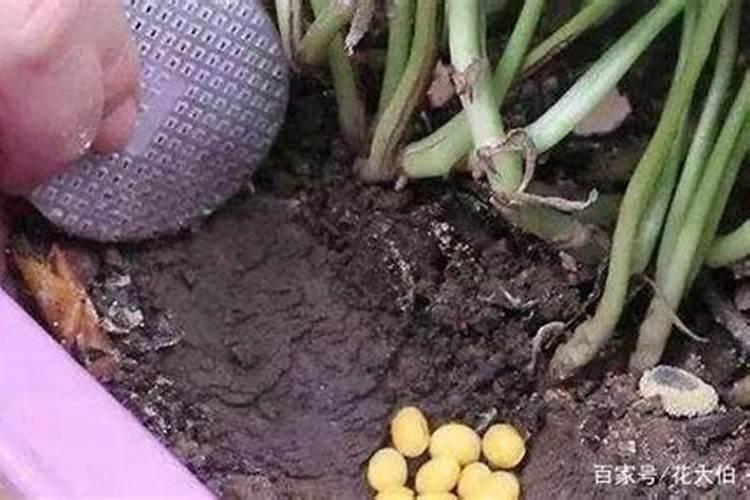 柑橘着色用氨基酸在不同季节使用效果有区别吗,费用大概多少