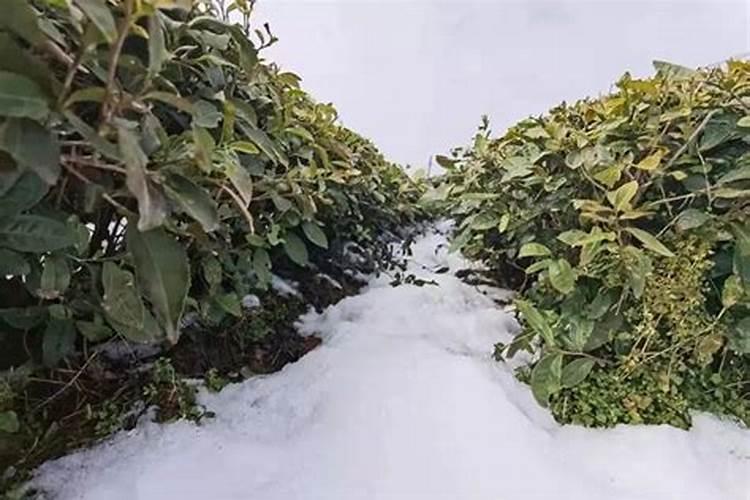 芋头追肥用什么肥料好