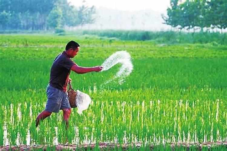 给花施肥后多久浇水 花施肥后几天浇水最合适？