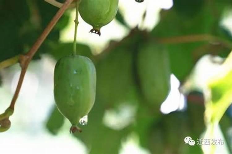 软枣猕猴桃种植技术