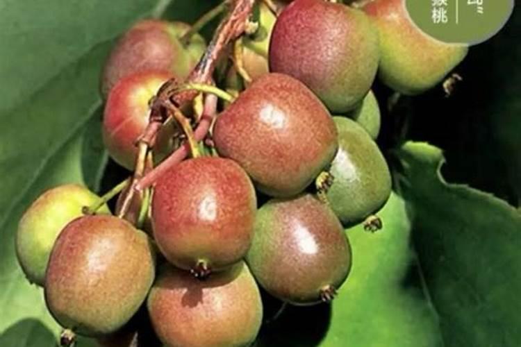 软枣猕猴桃树苗怎么栽种