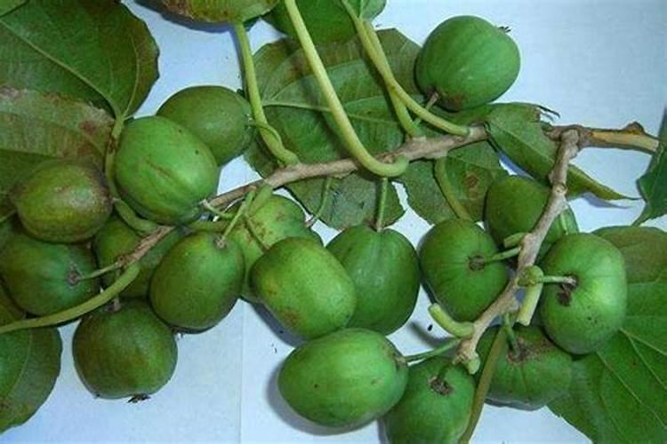 软枣猕猴桃树几年结果实