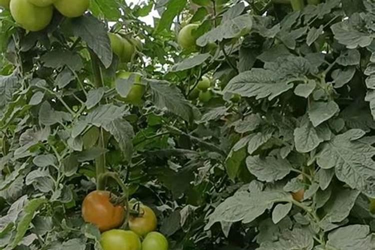 水稻齐穗期什么时候 期间打磷酸二氢钾可以吗