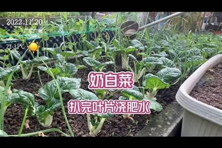 白菜叶面肥的使用方法 每隔7～10天浇一次