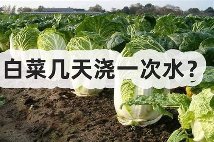 白菜叶面肥的使用方法
