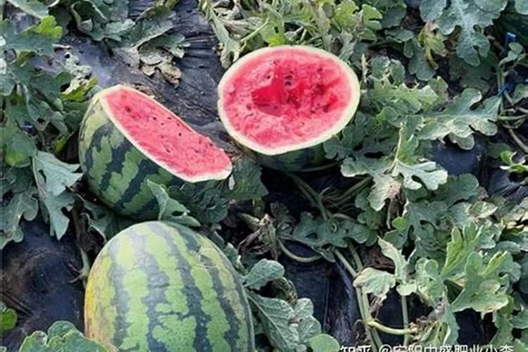 给花施哪种肥料比较好