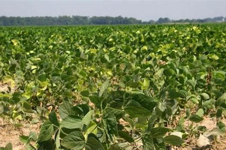 金银花用什么肥料最好(种植金银花施什么肥产量高)