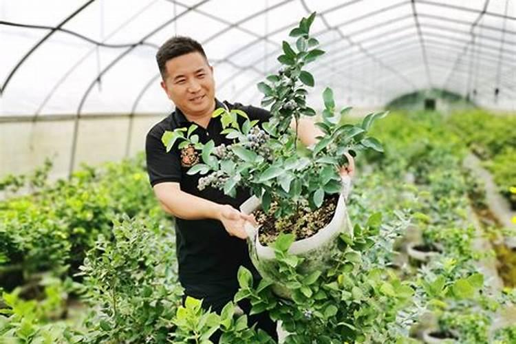 种蓝莓施用什么肥料合适