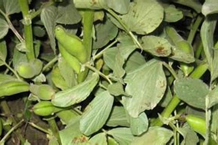 面粉与水的混合物是溶液吗