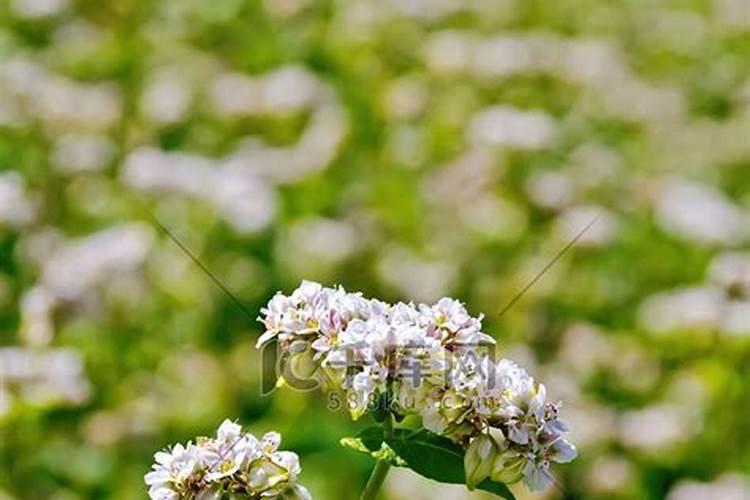 面粉和水能形成溶液吗