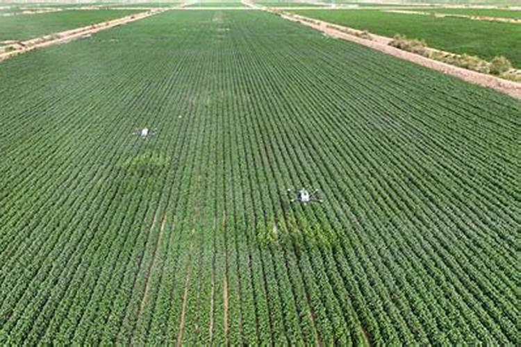 刚种的草莓多久能施肥 草莓种植后何时施肥最合适
