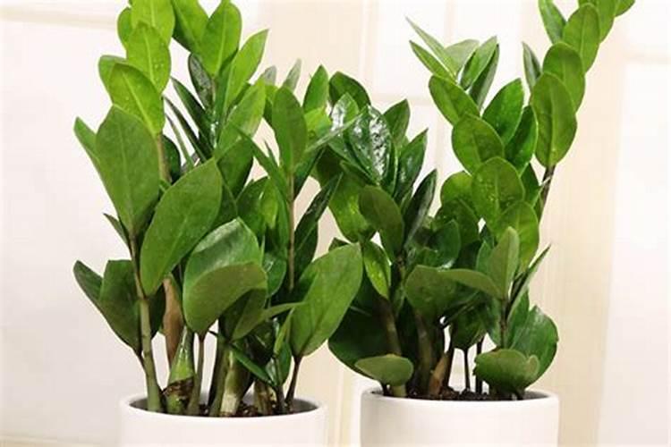 金钱树如何施肥