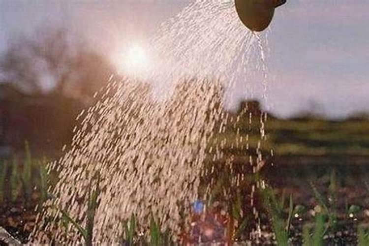 尿素喷施叶面肥按多少的比例兑水