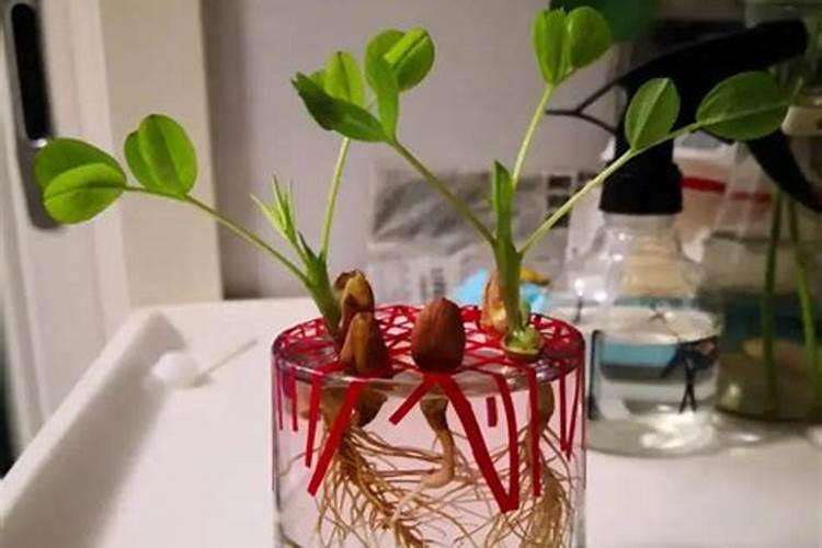 花生追肥用复合肥还是尿素,花生追肥用什么肥料好