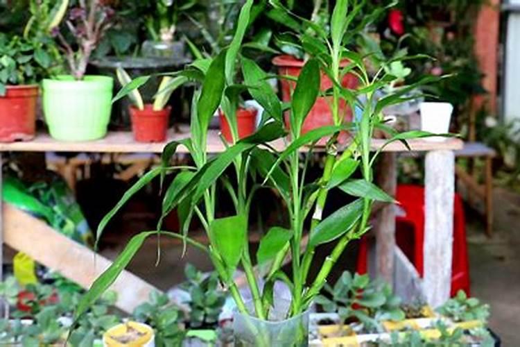 富贵竹施什么肥好