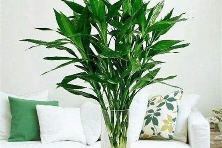 水养富贵竹施什么肥