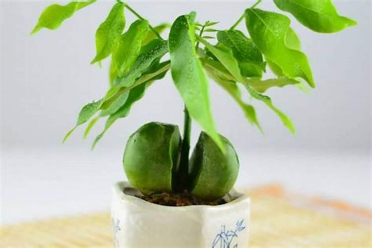 元宝树浇什么肥料合适