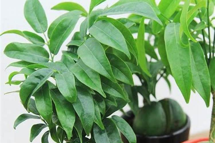 元宝树如何施肥