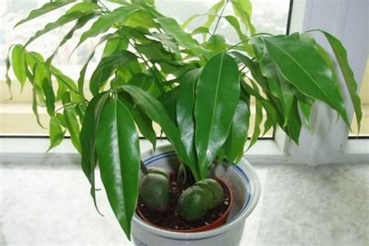 元宝树怎么养才茂盛