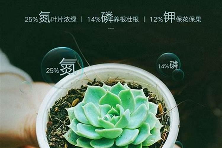 多肉可以施复合肥吗