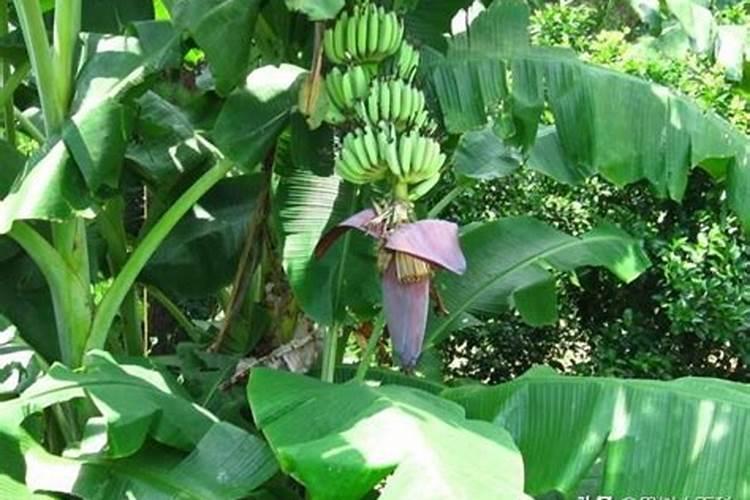 红枫树的叶子枯萎了怎么救治