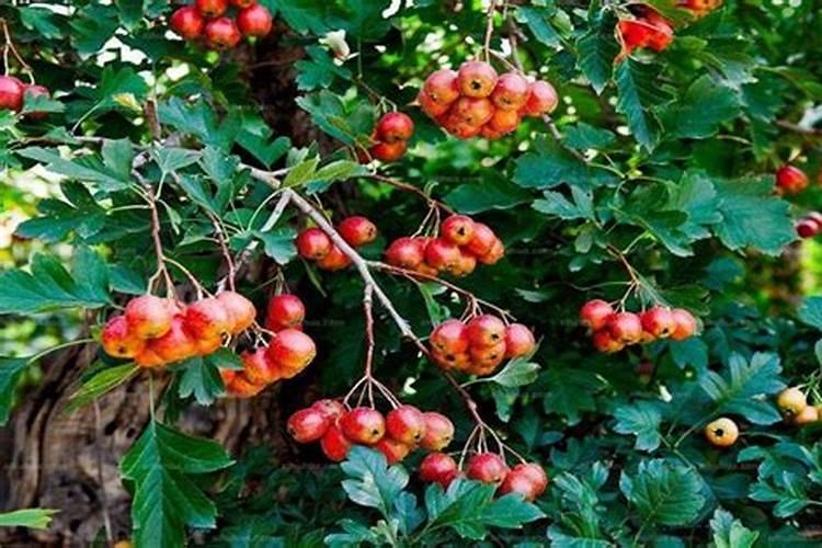 山楂树最好的肥料是什么？