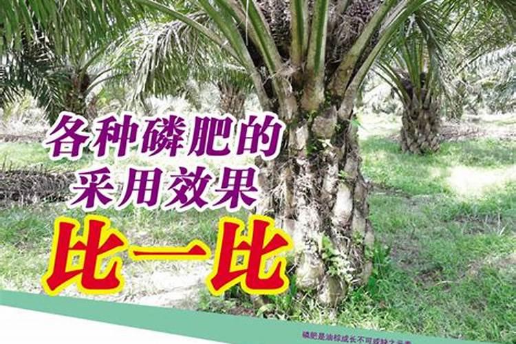 草甘膦误喷玉米怎么办